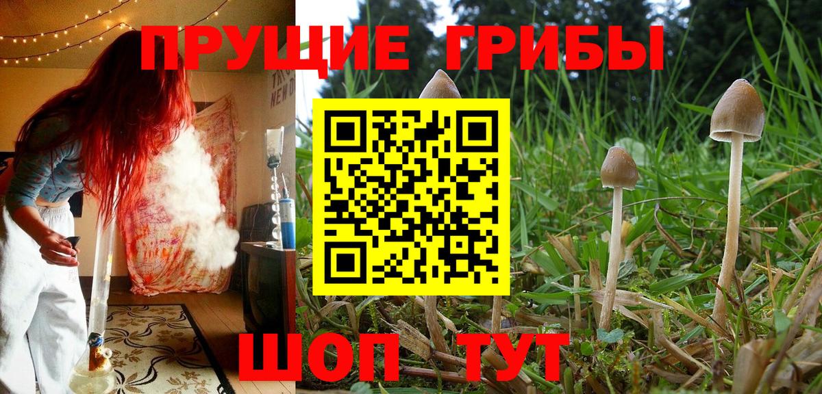 Псилоцибиновые грибы мицелий  Галлюциногенные грибы Magic Shrooms  Выкса 